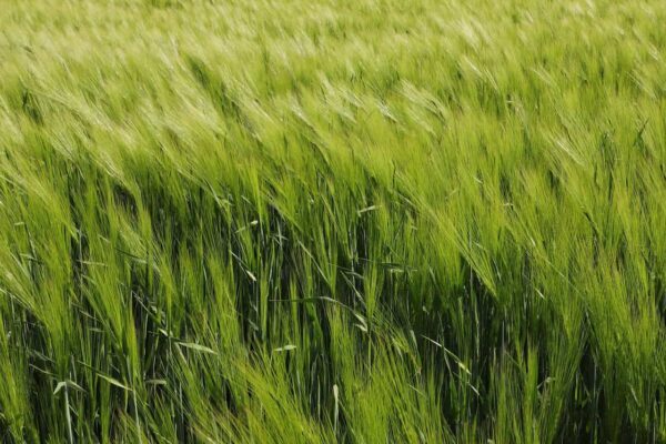 cereal-7206282_1280 - Il Golosone