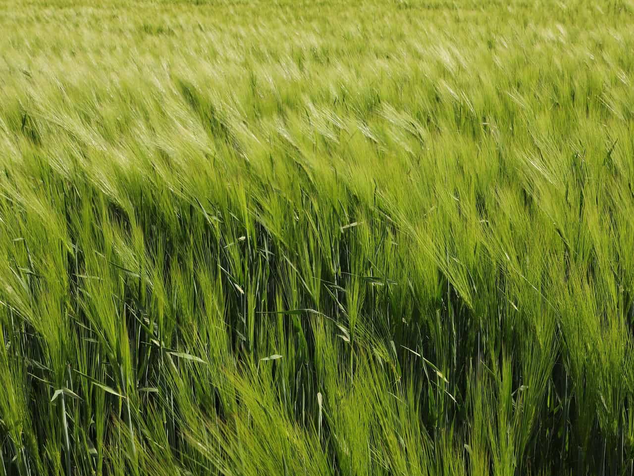 Getreideähre in einem grünen Weizenfeld, Nahaufnahme, Landwirtschaft, Natur.