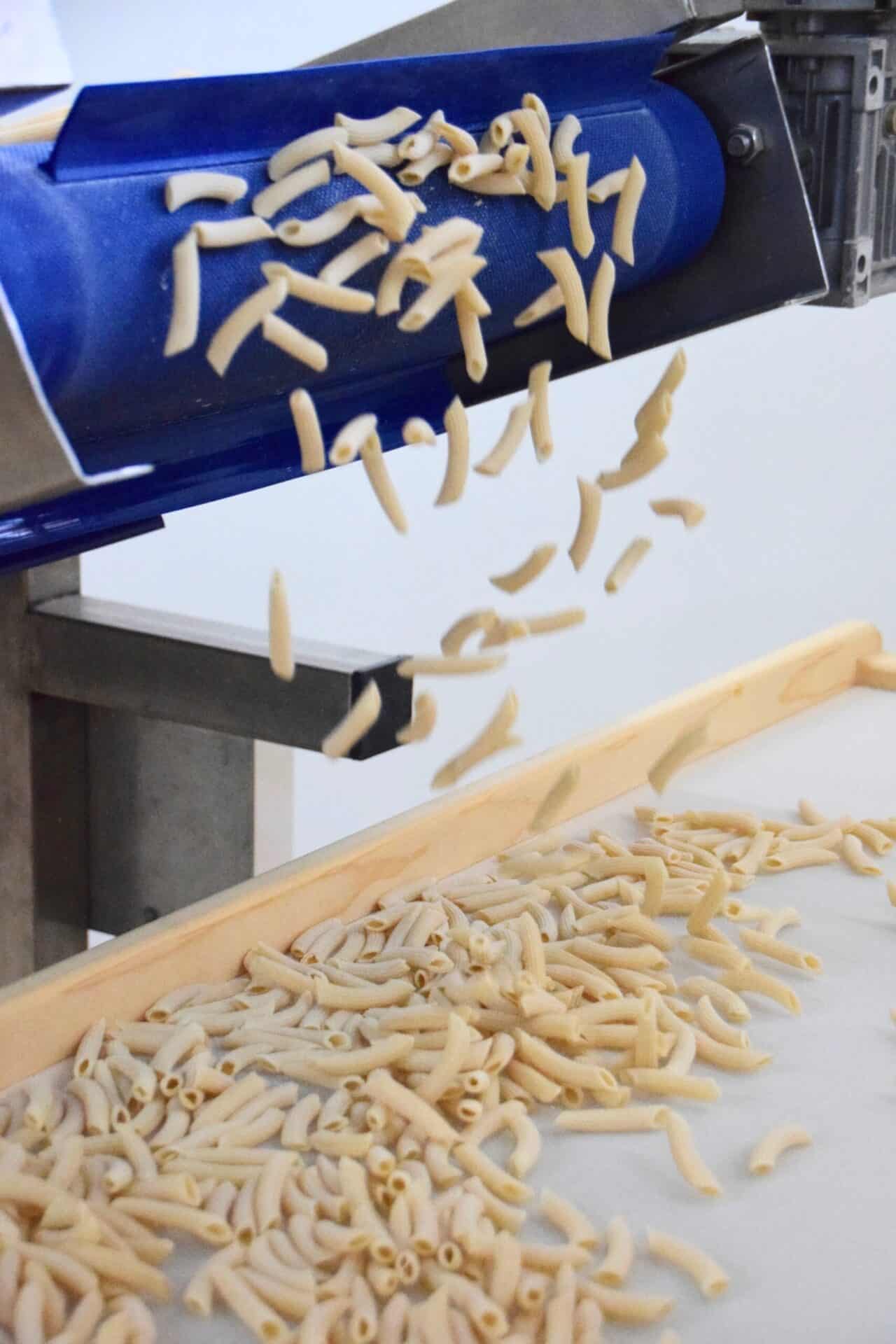 Pasta Herstellung bei Il Golosone, Extrusionsschnecke.