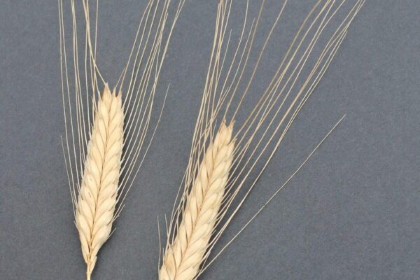 einkorn1 - Il Golosone