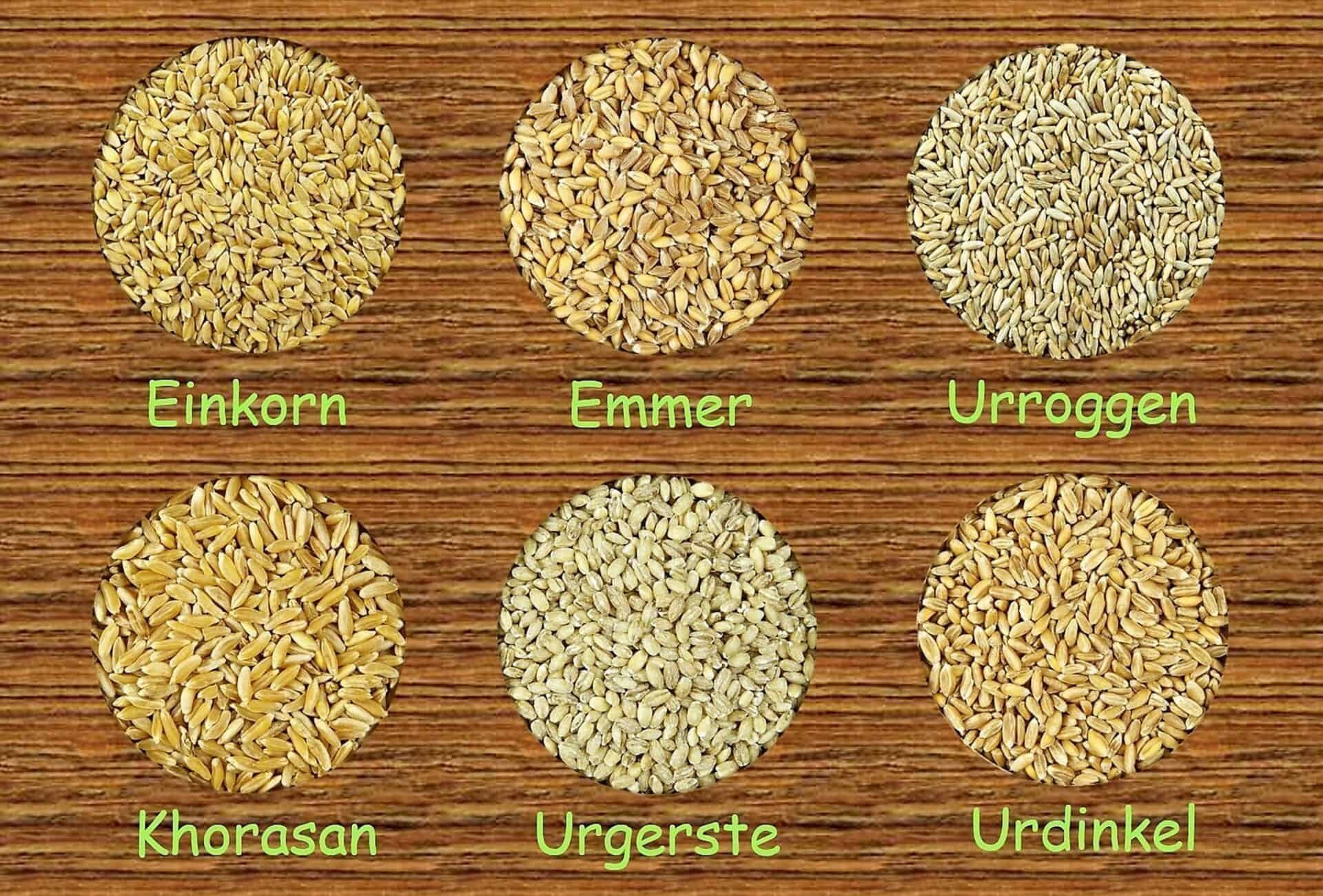 Urgetreide Sorten für Il Golosone Bio-Pasta