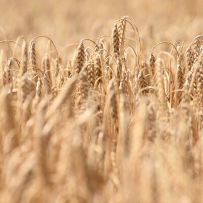 Bio Semola-Hartweizengrieß S. Cappelli