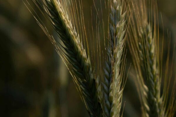 pexels-ondivade-17737072-scaled-1 - Il Golosone